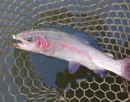 スタートダッシュは決めたが…大安トラウトレイク